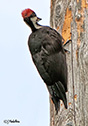 Dryocopus pileatus